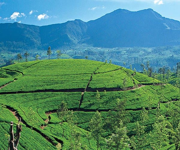 Day 3 – Ella ➜ Bentota (Train Ride & Adventure) image 3