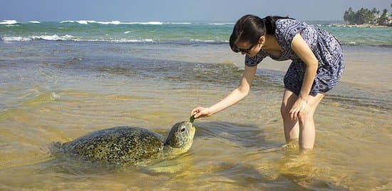 Day 1 – Colombo ➜ Bentota (Beaches & River Safari) image 3