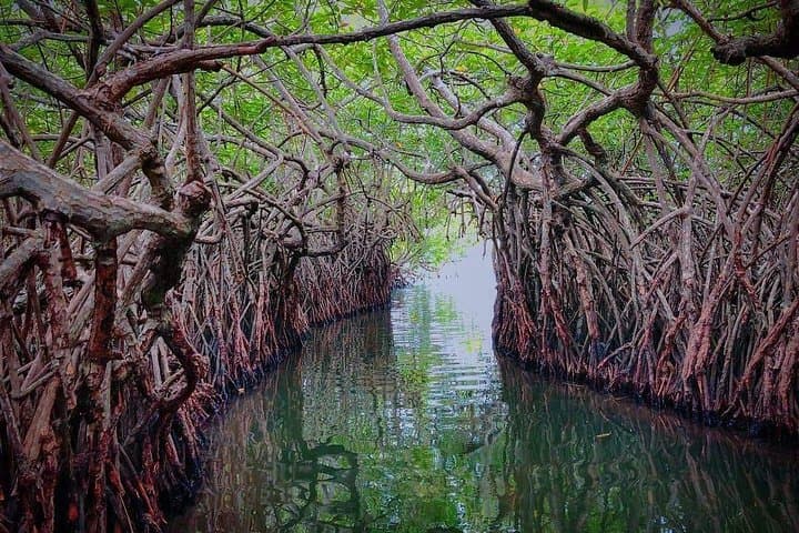 Day 1 – Colombo ➜ Bentota (Beaches & River Safari) image 2