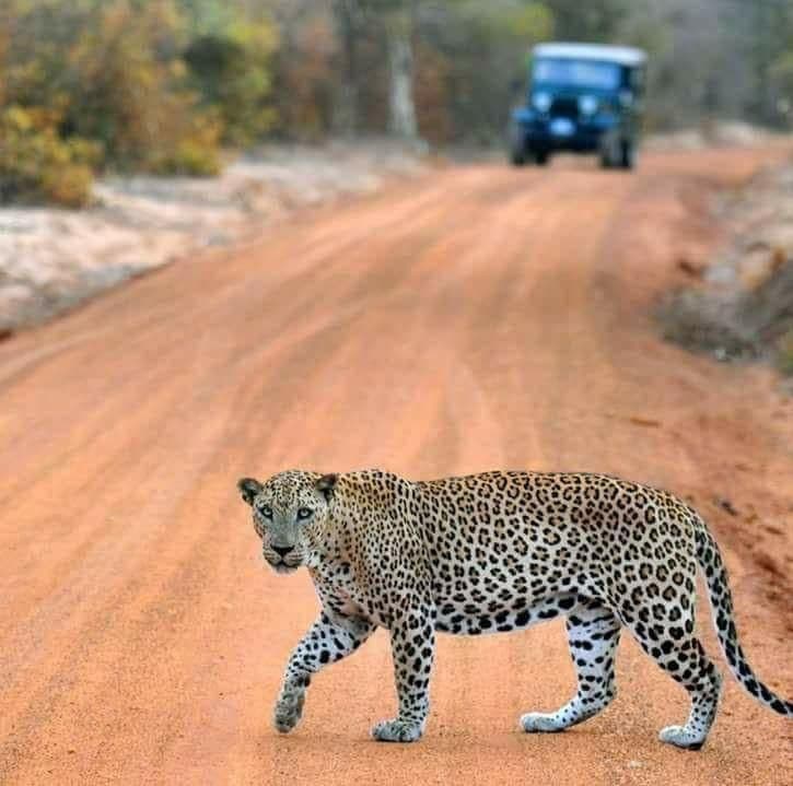 Day 2 – Negombo ➜ Wilpattu image 3