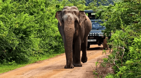 Day 5 – Ella ➜ Yala image 2